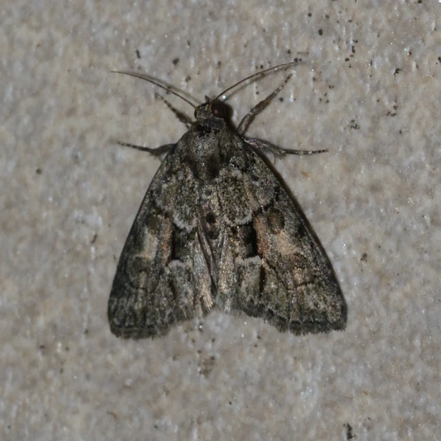 Cryphia fraudatricula - homoki zuzmóbagoly
