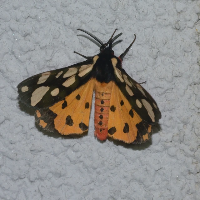 Arctia villica - fekete medvelepke
