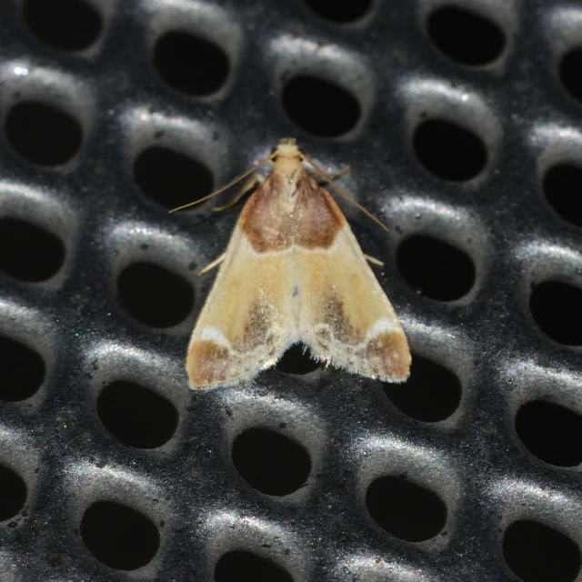 Pyralis farinalis - lisztilonca