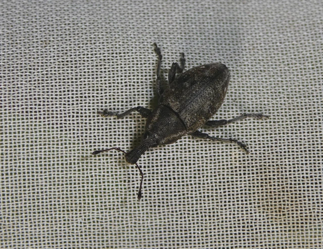 Lepyrus capucinus - pettyes fűzormányos