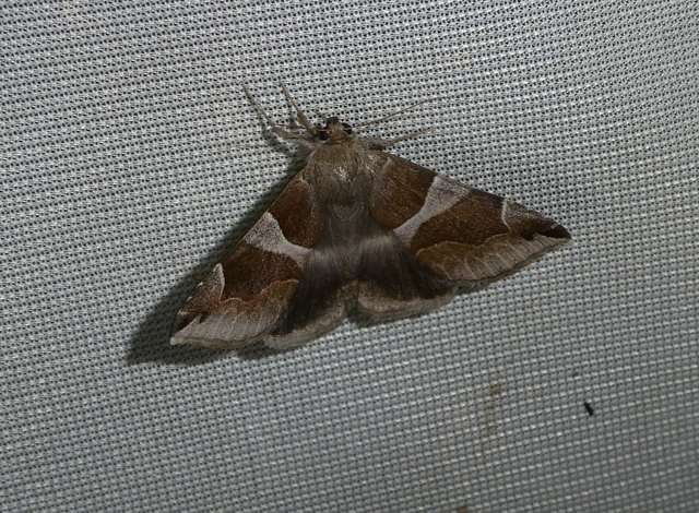 Dysgonia algira - déli porcelánbagoly