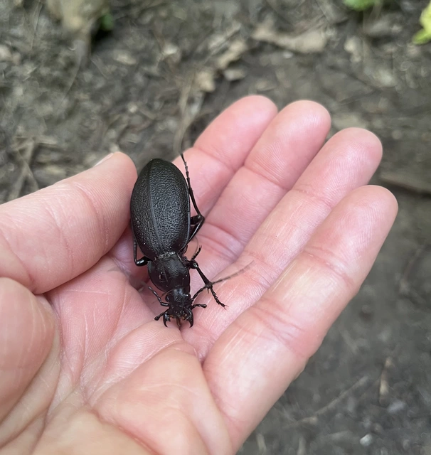 Carabus coriaceus - bőrfutrinka