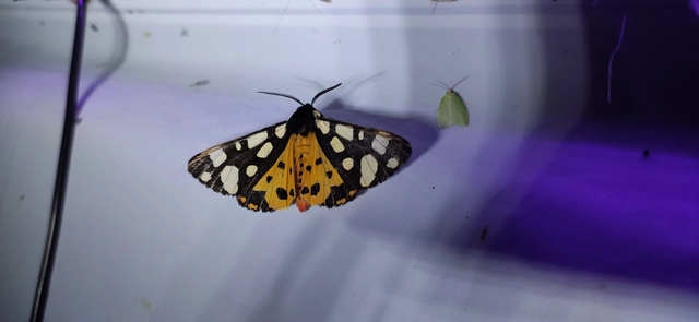Arctia villica - fekete medvelepke