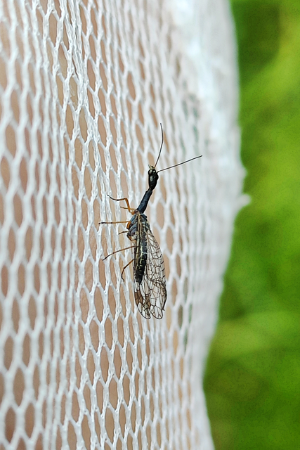 Raphidioptera - Tevenyakú-fátyolkák