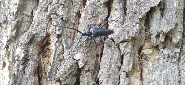 Cerambyx cerdo - nagy hőscincér