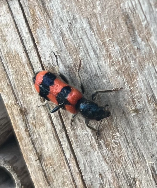 Trichodes apiarius - szalagos méhészbogár