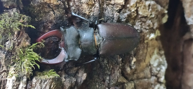 Lucanus cervus - nagy szarvasbogár