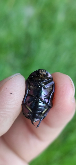 Protaetia cuprea obscura - olajzöld virágbogár