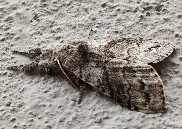 Calliteara pudibunda - hamvasszövő