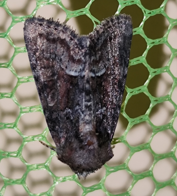 Oligia strigilis/latruncula/versicolor