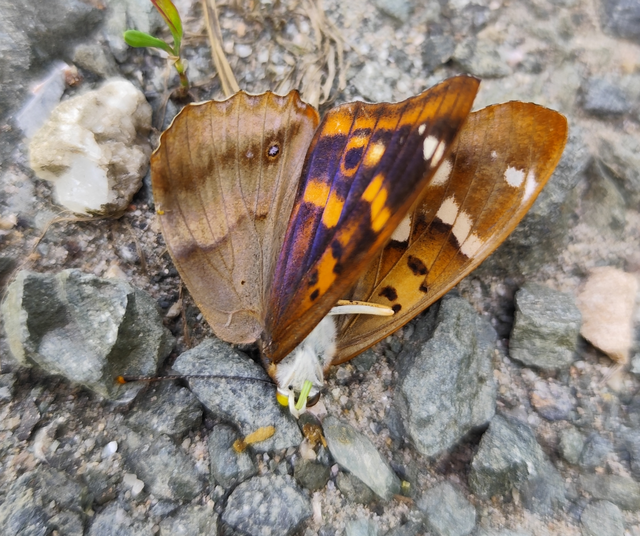 Apatura ilia - kis színjátszólepke