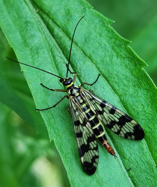 Panorpa vulgaris