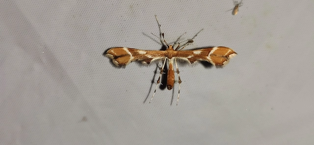 Cnaemidophorus rhododactyla - rózsabogyó-tollasmoly