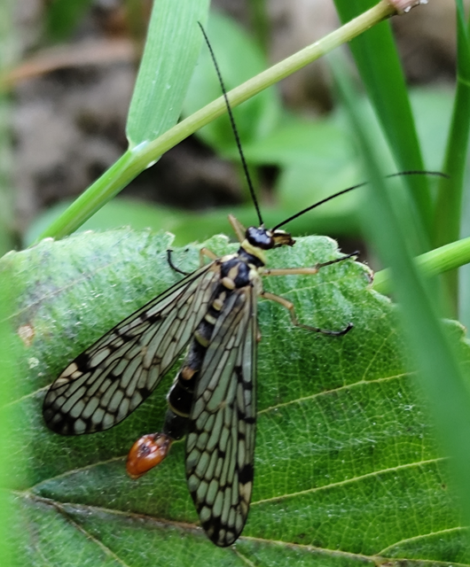 Panorpa hybrida