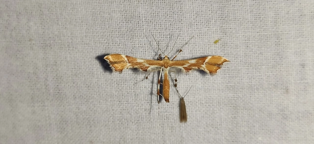 Cnaemidophorus rhododactyla - rózsabogyó-tollasmoly