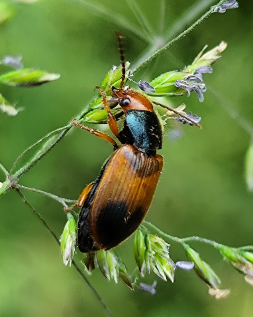 Diachromus germanus - német tarkafutó