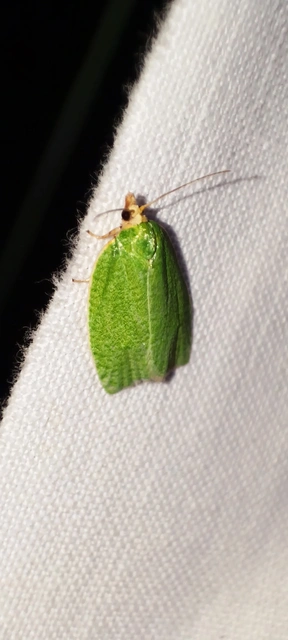 Tortrix viridana - tölgyilonca