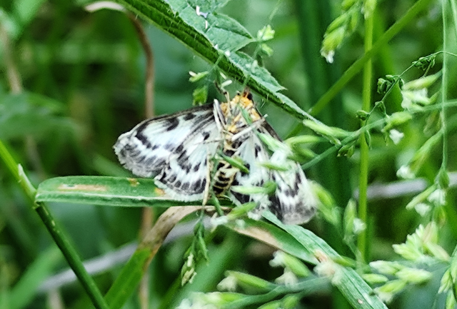 Anania hortulata - tarka csalánmoly