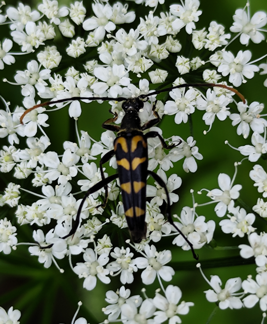 Leptura annularis - völgycincér