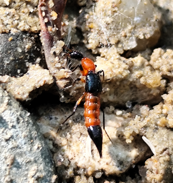 Paederus