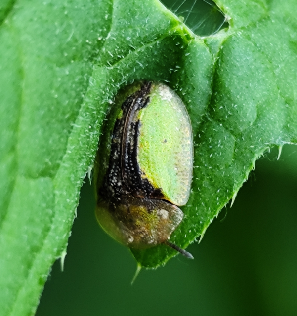 Cassida Cassida