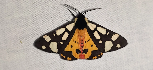 Arctia villica - fekete medvelepke