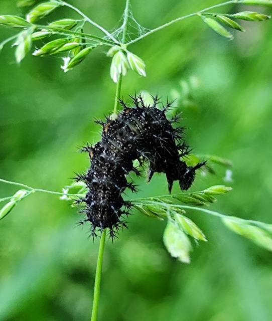 Araschnia levana - pókhálós lepke