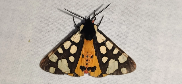 Arctia villica - fekete medvelepke