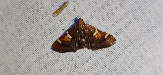 Pyralis regalis - pompás fényilonca