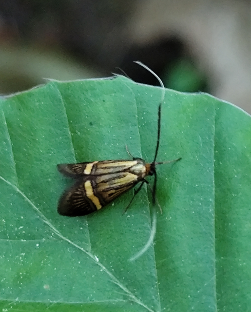 Nemophora degeerella - pompás tőrösmoly