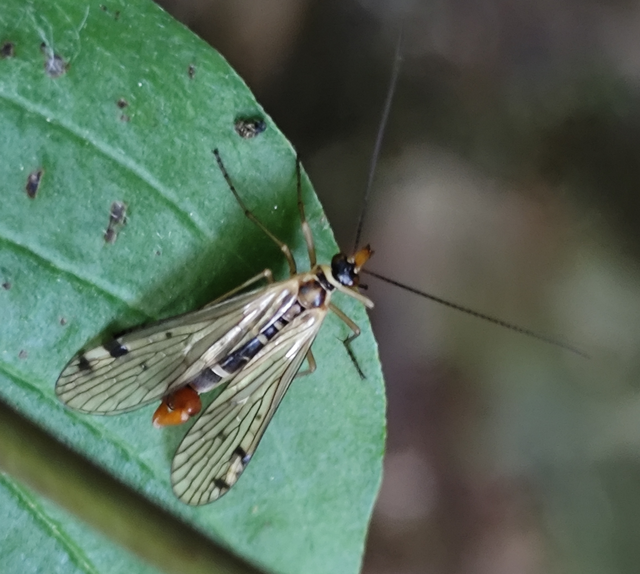 Panorpa alpina