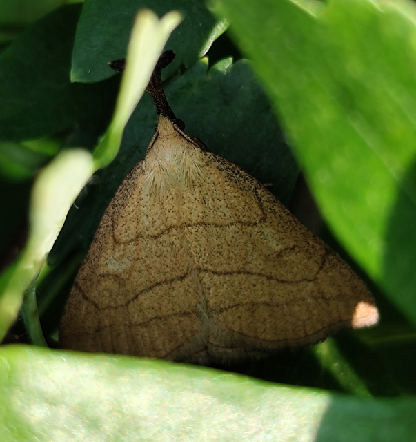 Polypogon tentacularia - sötétaljú karcsúbagoly