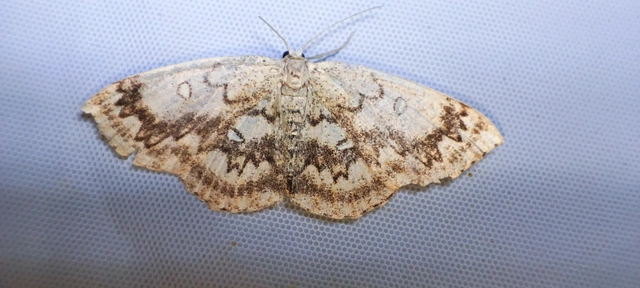 Cyclophora annularia - gyűrűs pettyesaraszoló