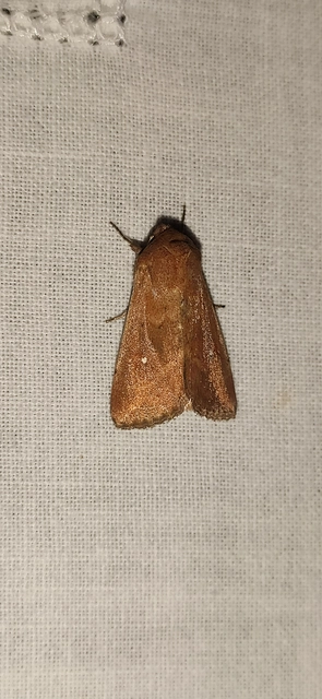 Mythimna albipuncta - fehérpettyes rétibagoly