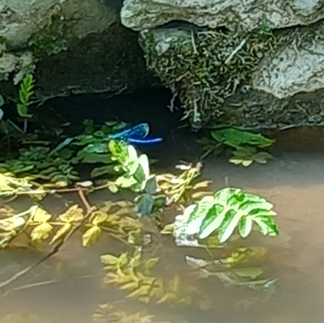 Calopteryx splendens - sávos szitakötő