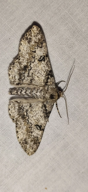 Ascotis selenaria - holdas faaraszoló