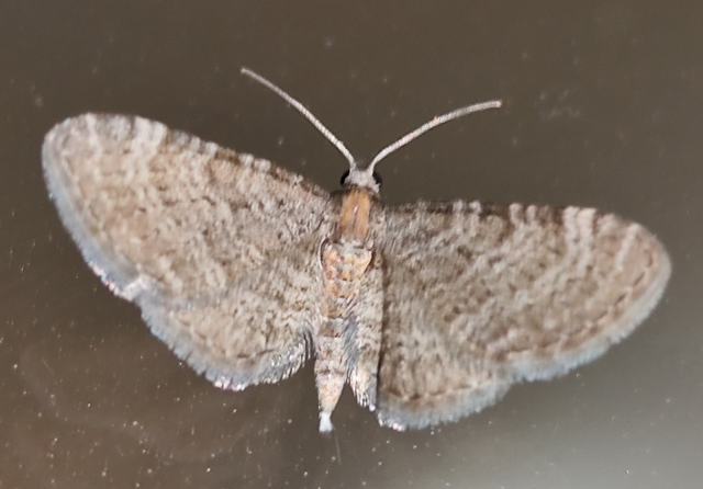 Eupithecia haworthiata - rozsdástestű törpearaszoló