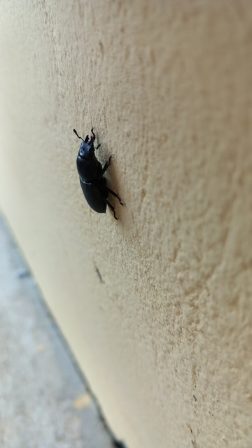 Dorcus parallelipipedus - kis szarvasbogár