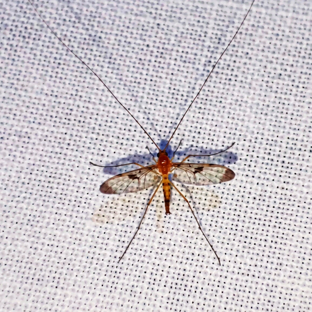 Diptera - Kétszárnyúak