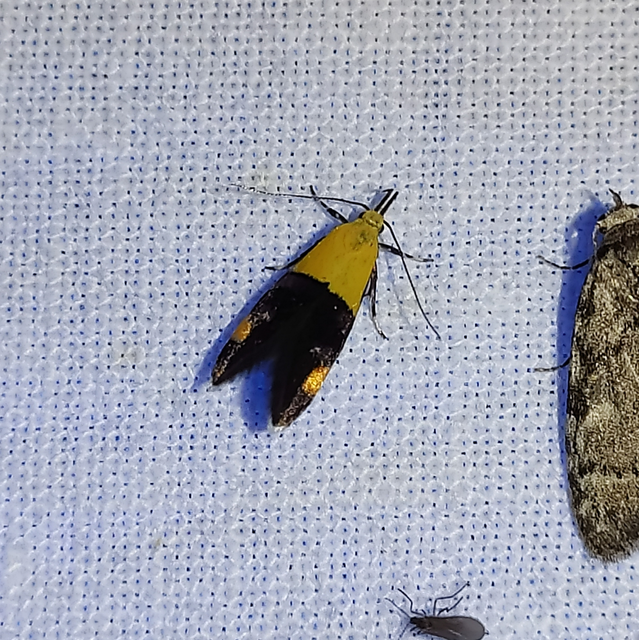 Oecophora bractella - kis díszmoly