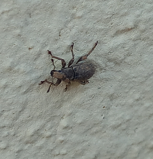 Mesagroicus obscurus - dülledtszemű libatopormányos