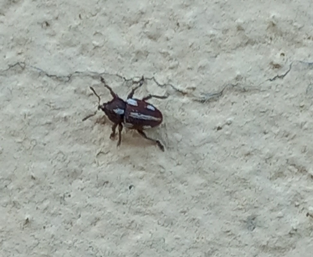 Tychius quinquepunctatus - borsó-tímárormányos