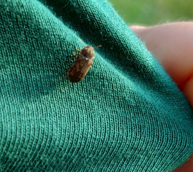 Xestobium rufovillosum - nagy álszú