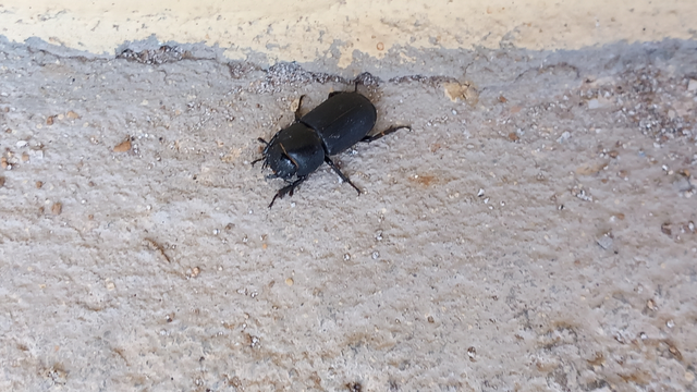 Dorcus parallelipipedus - kis szarvasbogár