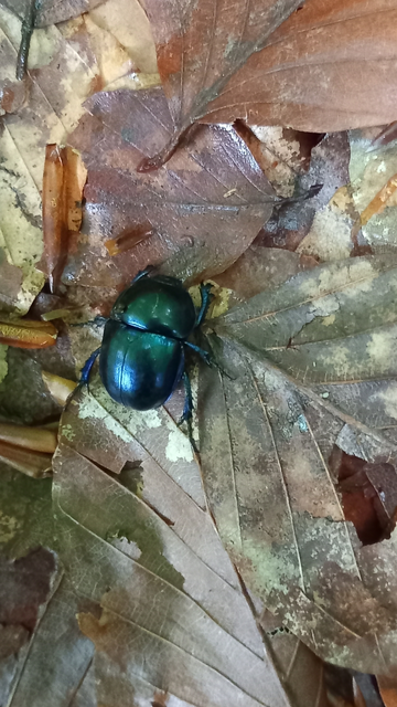Trypocopris vernalis - tavaszi álganéjtúró