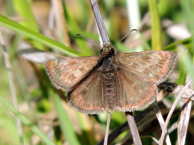 Erynnis tages - cigánylepke