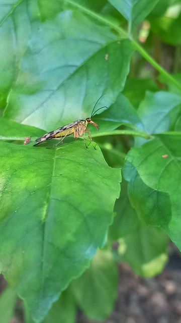 Panorpa vulgaris
