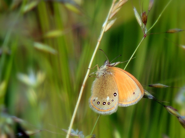 Coenonympha glycerion - közönséges szénalepke