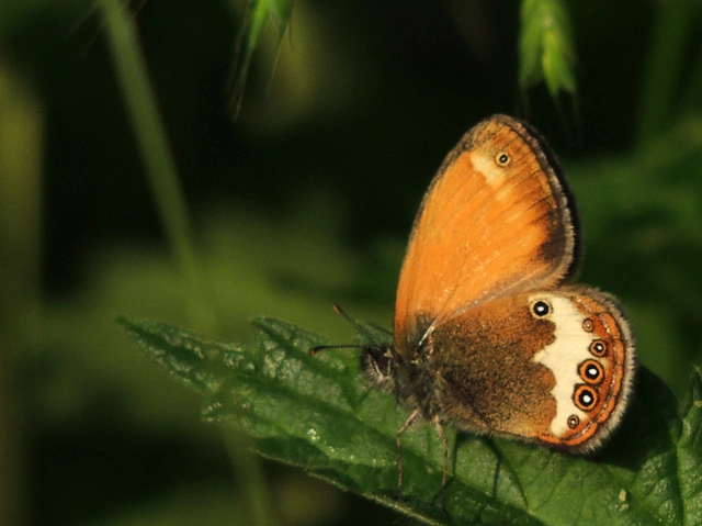 Coenonympha arcania - fehéröves szénalepke