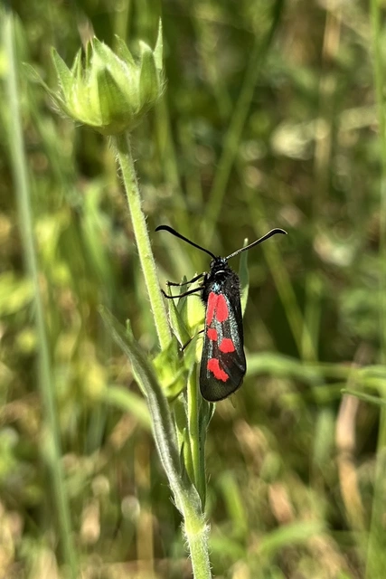 Zygaena loti - közönséges csüngőlepke